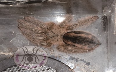 Iridopelma hirsutum female tarantula